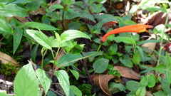 Siphocampylus longipedunculatus