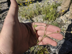 Chaenactis carphoclinia