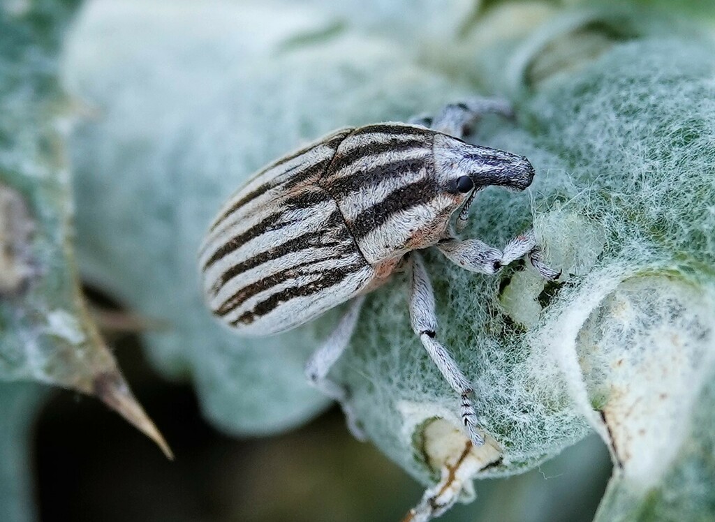 Larinus cleonoides