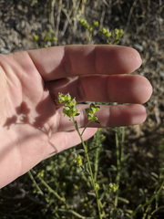 Cryptantha pterocarya