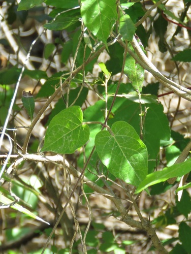 Matelea floridana image