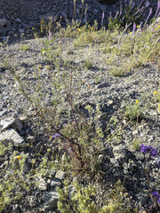 Chaenactis carphoclinia