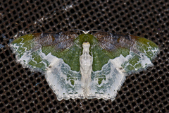 Eucyclodes semialba