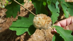 Callirhytis seminator