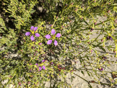 Fagonia laevis