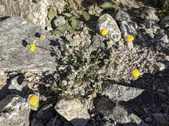 Trichoptilium incisum