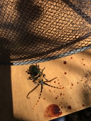 Retrachydes thoracicus