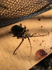 Retrachydes thoracicus