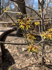 Hamamelis mollis