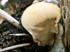 Inocutis tamaricis