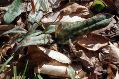 Erythronium umbilicatum