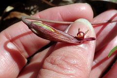 Erythronium umbilicatum