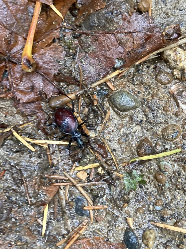 Narrowcollared Snaileating Beetle in October 2023 by rosefamilypnw