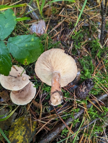 Lactarius helvus — no rights reserved
