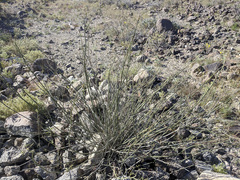 Hoffmannseggia microphylla