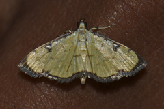 Goniorhynchus