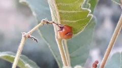 Rhus mysorensis