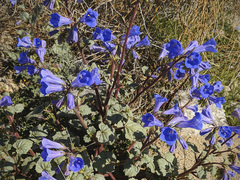 Phacelia campanularia