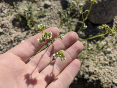 Cryptantha pterocarya
