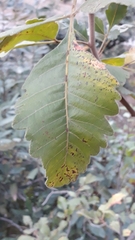 Rhus mysorensis