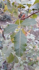 Rhus mysorensis