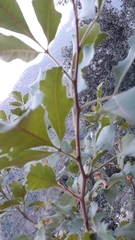 Rhus mysorensis