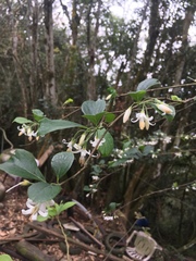 Styrax formosanus