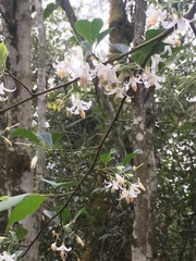 Styrax formosanus