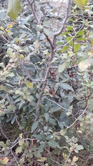 Rhus mysorensis