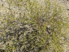 Fagonia laevis