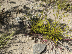 Chorizanthe brevicornu