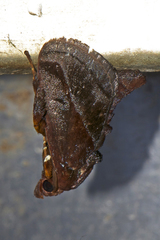 Phocoderma