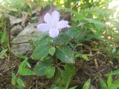 Ruellia prostrata