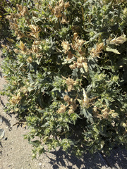 Mentzelia involucrata