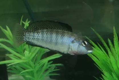 Lake Magadi tilapia (Alcolapia grahami) — Cichlidae