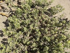 Lepidium lasiocarpum