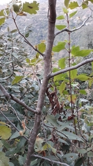 Rhus mysorensis