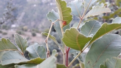 Rhus mysorensis