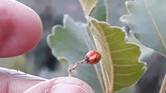 Rhus mysorensis