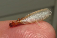 Kalotermitidae