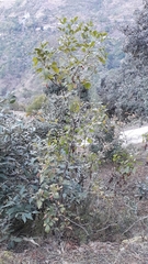 Rhus mysorensis