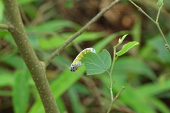 Pterygota