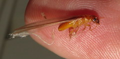 Kalotermitidae