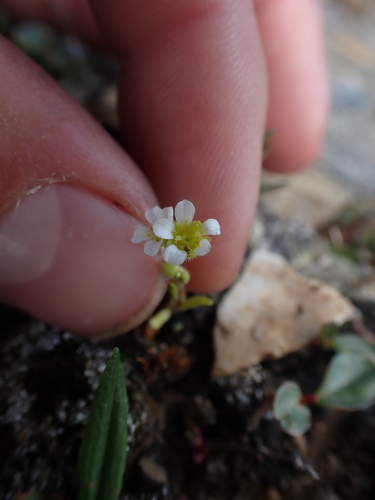 Image of Ascending Saxifrage (Saxifraga adscendens) by no rights reserved