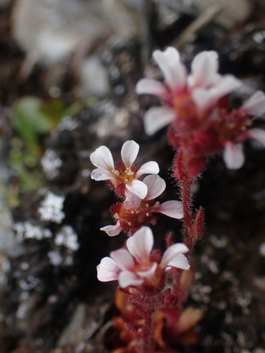 Image of Saxifraga adscendens by no rights reserved