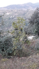 Rhus mysorensis