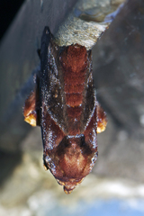 Phocoderma
