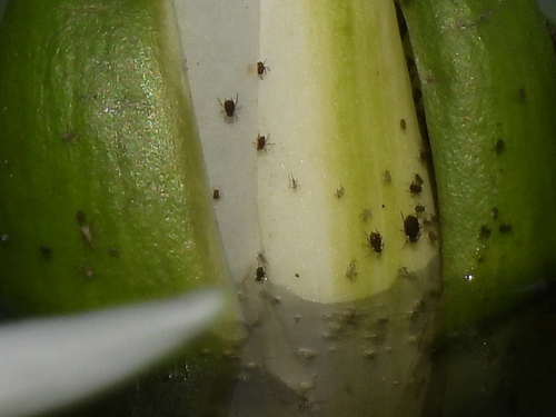 Waterlily aphid photo 5