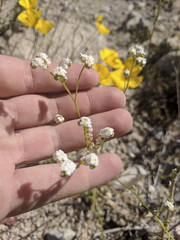 Cryptantha utahensis