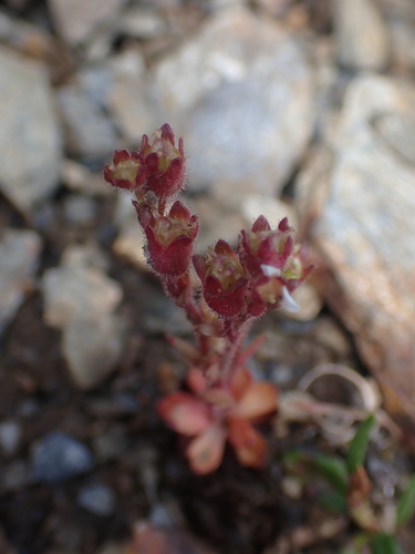 Image of Ascending Saxifrage (Saxifraga adscendens) by no rights reserved